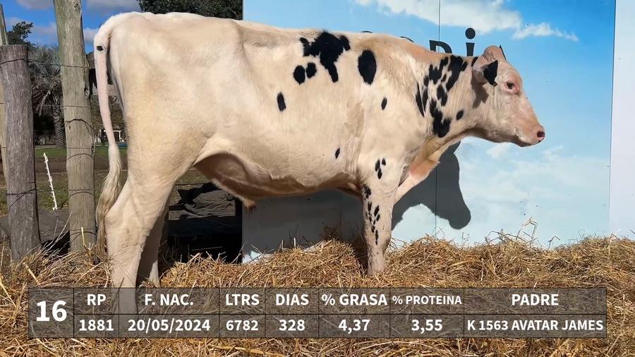 Lote LOTE 16 - RP 1881 - K 1563 AVATAR JAMES x KAROLINE 1552 CLIFF SALOON
