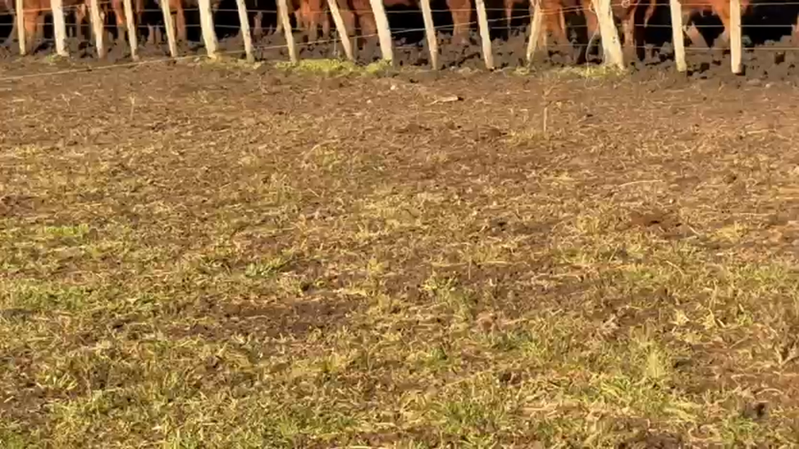 Lote 60 Terneras en Entre Ríos, Villaguay