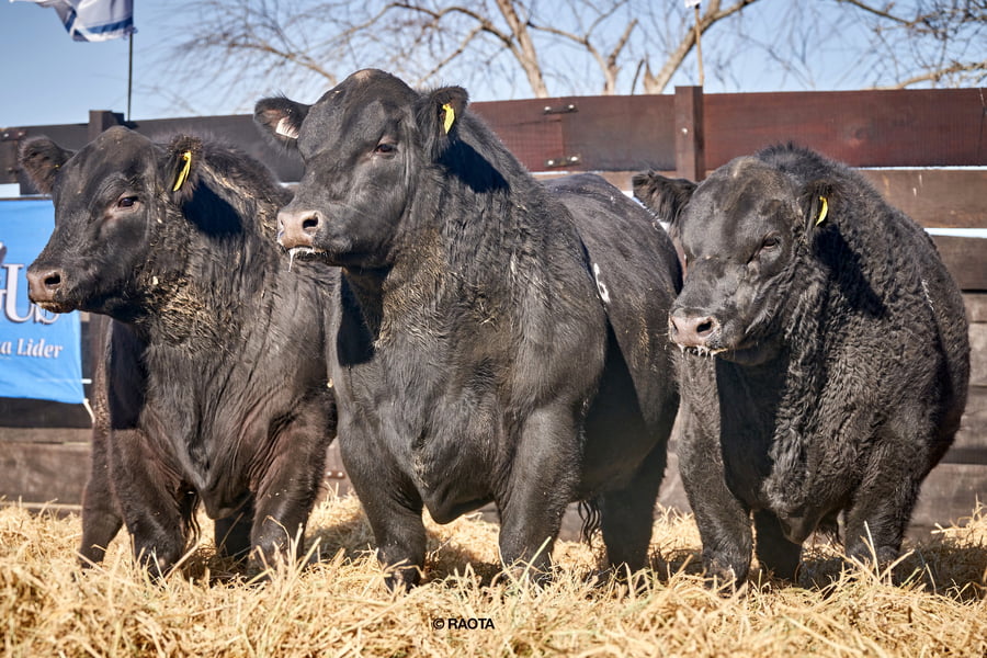 Lote Toros PC Cabaña ME Ken