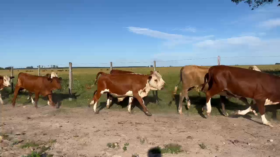 Lote 41 Terneros/as en Corrientes, Goya