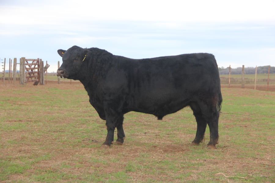 Lote TOROS PUROS DE PEDIGREE