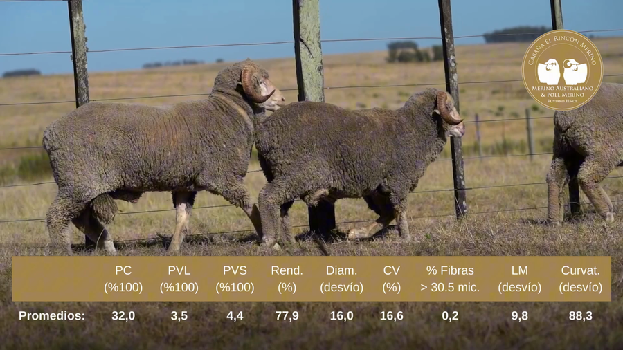 Lote Carneros Planteleros