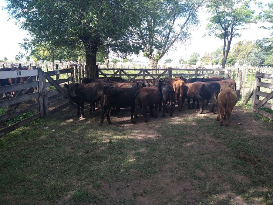 Lote 25 Terneras en Gral. Lamadrid, Buenos Aires
