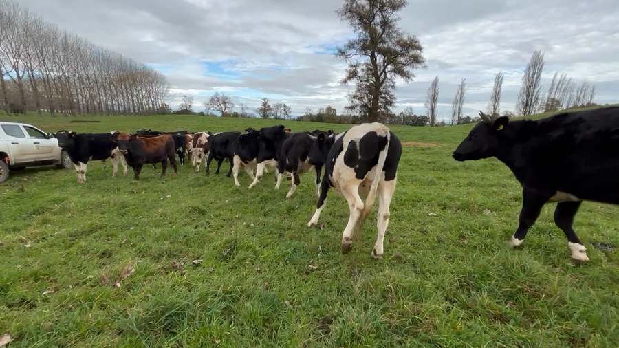 Lote 45 Novillo Gordo en Río Bueno, XIV Región Los Ríos