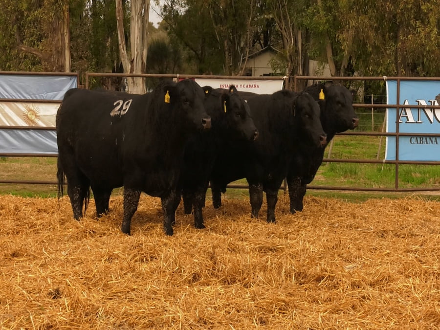 Lote TOROS ANGUS NEGROS PC