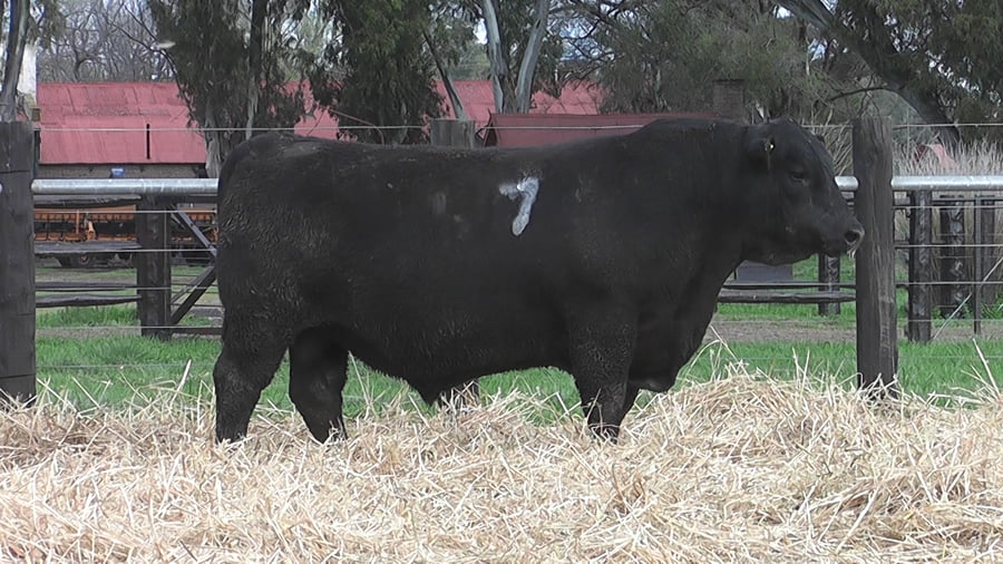 Lote TOROS ANGUS PUROS CONTROLADOS