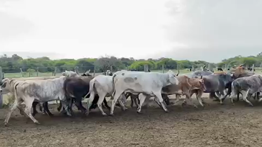 Lote 35 Vacas nuevas C/ gtia de preñez en Pto. Eva Perón, Chaco