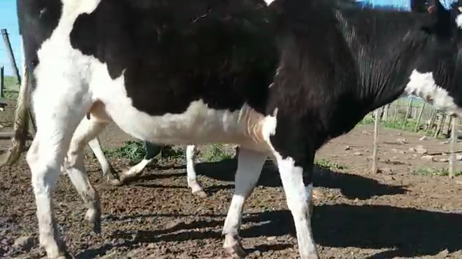 Lote 2 Vaquillonas 1 a 2 años HOLANDO a remate en 5to remate por pantalla ENTRE MARTILLOS, San José