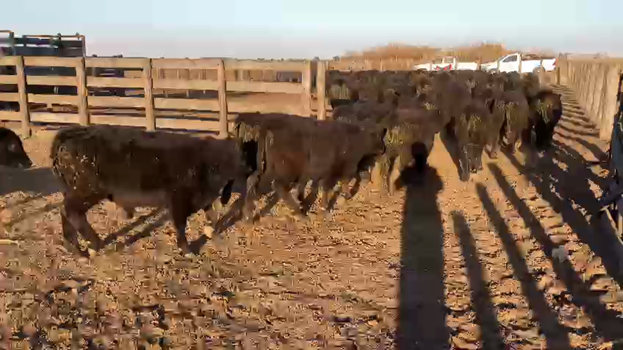 Lote 70 Terneros en Guaminí, Buenos Aires