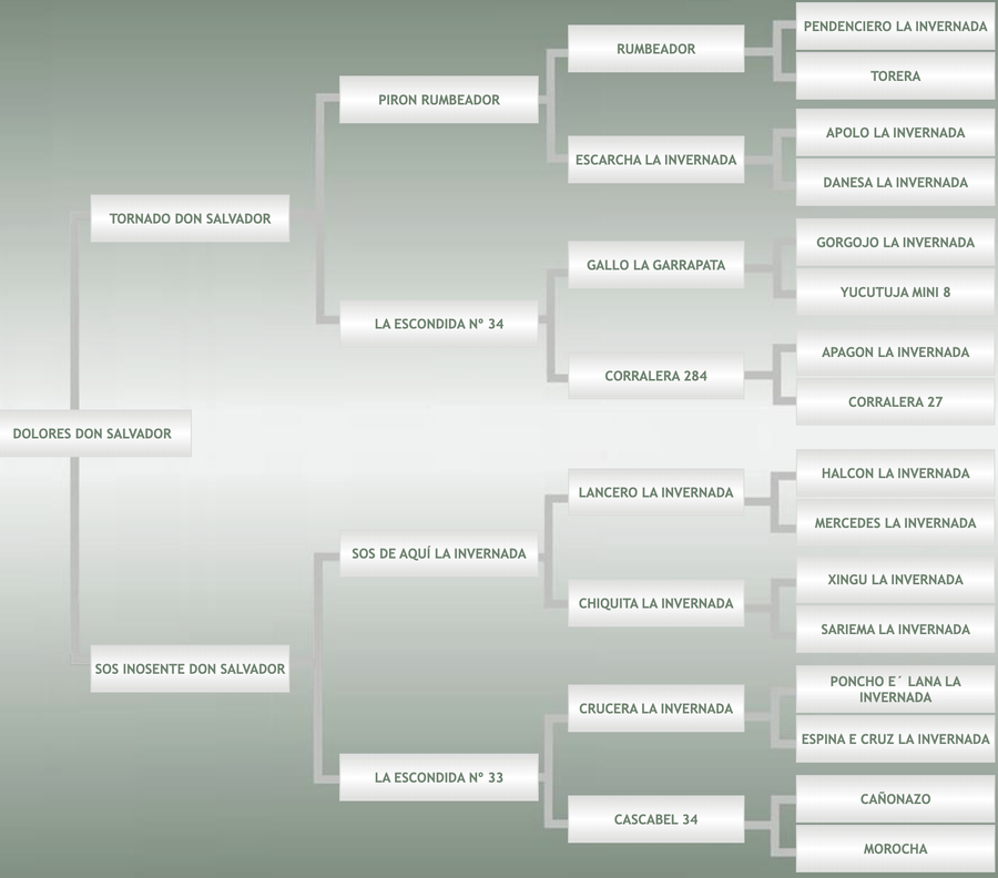 Lote Dolores Don Salvador