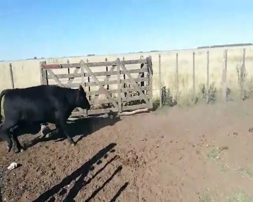 Lote 70 Terneros en Buenos Aires, Mayor Buratovich