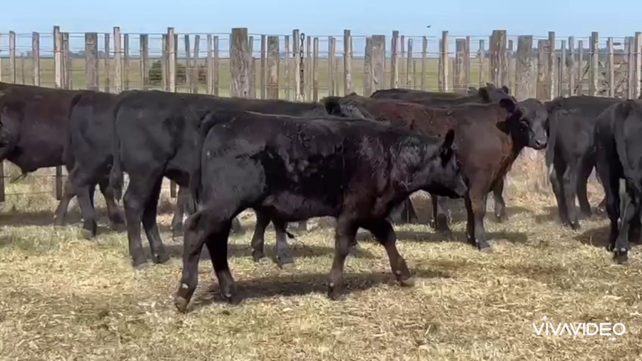 Lote 160 Terneros en A. Gonzales Chaves, Buenos Aires