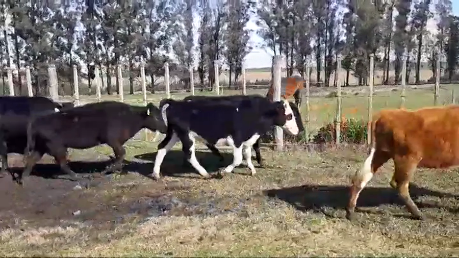 Lote (Vendido)14 Terneras HOLANDO/ ANGUS - HEREFORD/ NORMANDO a remate en #48 Pantalla Carmelo 230kg -  en RUTA 50 KM. 12,500