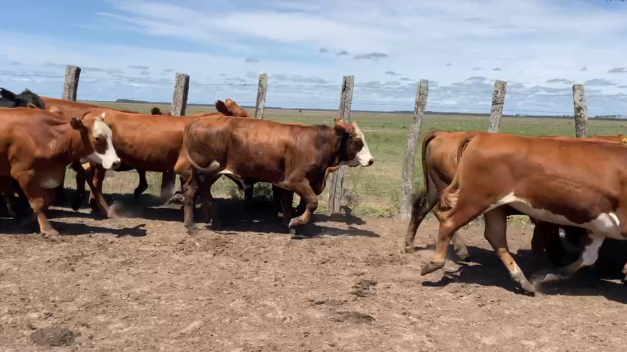 Lote 40 Novillitos en Santo Tomé, Corrientes