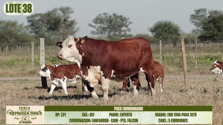 Lote LOTE 38