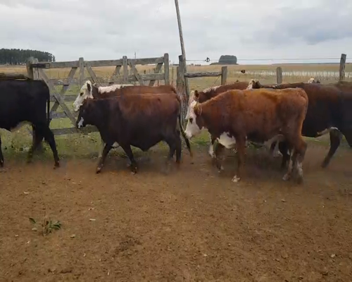 Lote 33 Vacas CUT  en Esquina, Corrientes