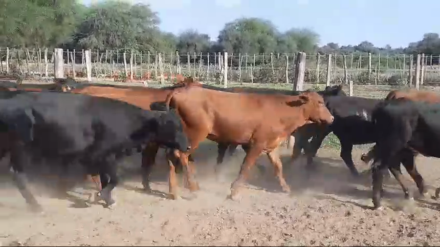 Lote 110 Terneras en Tintina, Santiago del Estero