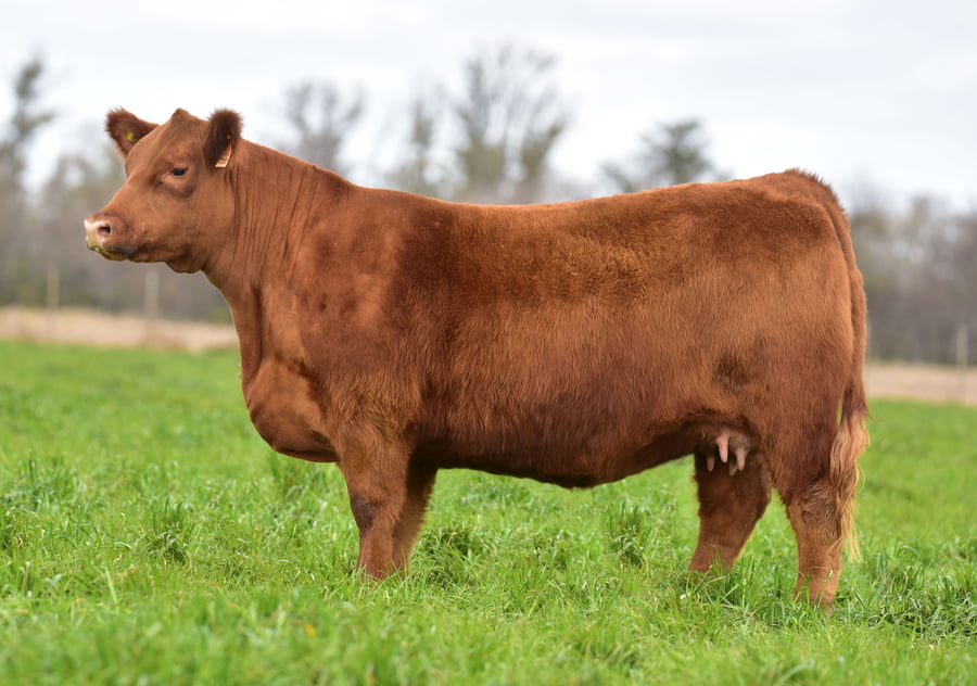 Lote VAQUILLONA PP H566