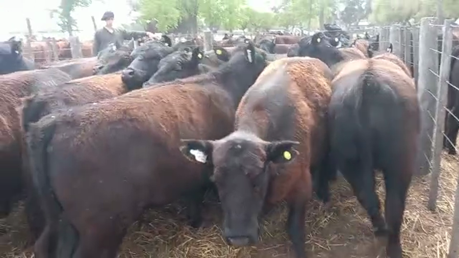 Lote "Corral 174 Vaq. Para Entorar Generales ""M y J Henderson"""