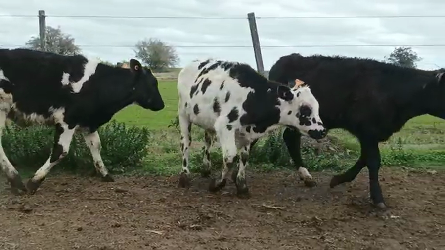 Lote (Vendido)3 Terneros HOL-NOR a remate en 5to remate por pantalla ENTRE MARTILLOS 110/120kg - , San José