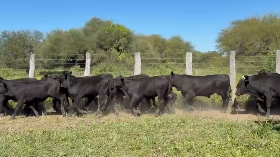 Lote 100 Terneros/as en Chaco, Quitilipi