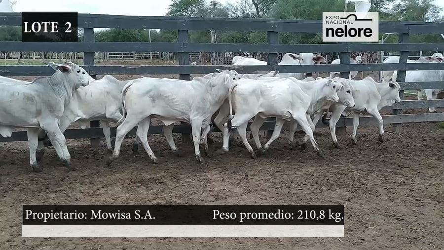 Lote Expo Nacional Terneras - Lote 02