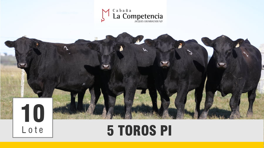 Lote (Vendido)Toros a remate en Subasta Toros de La Competencia, Montevideo