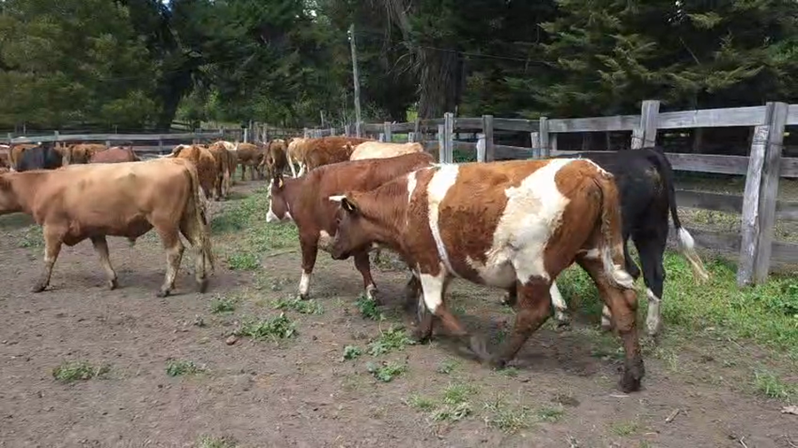 Lote 55 Novillo Engorda en Quillón, XVI Región Ñuble