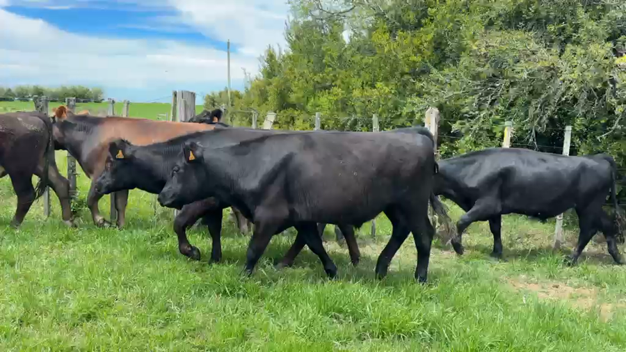 Lote NOVILLOS 1 a 2 AÑOS