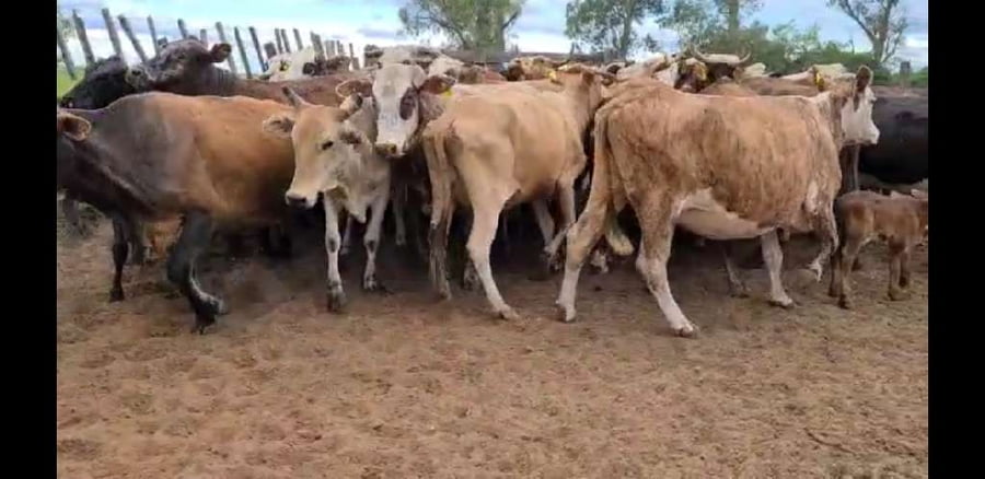 Lote 39 Vacas en Esquina, Corrientes