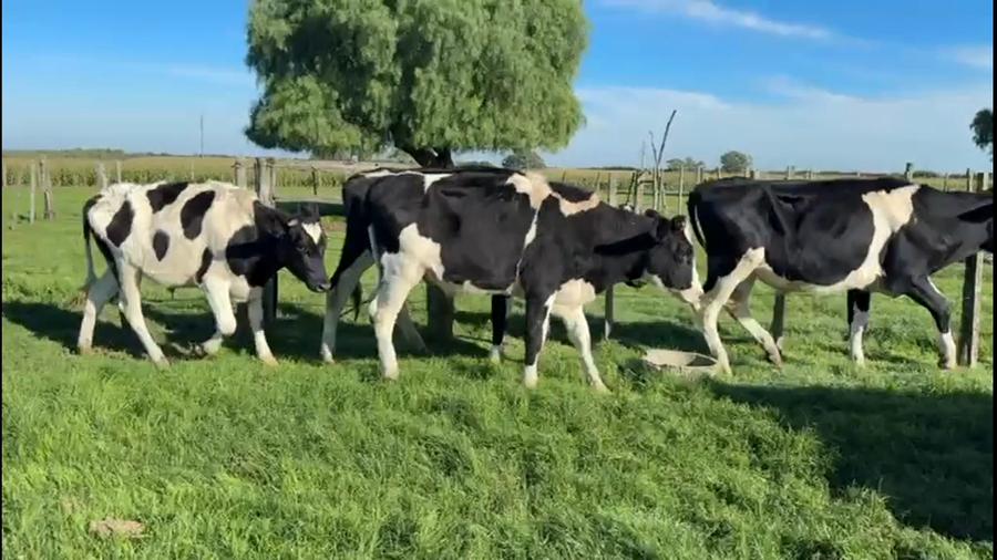 Lote NOVILLOS 1 a 2 AÑOS