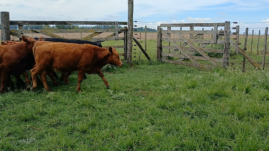 Lote 11 Terneros/as en Rauch