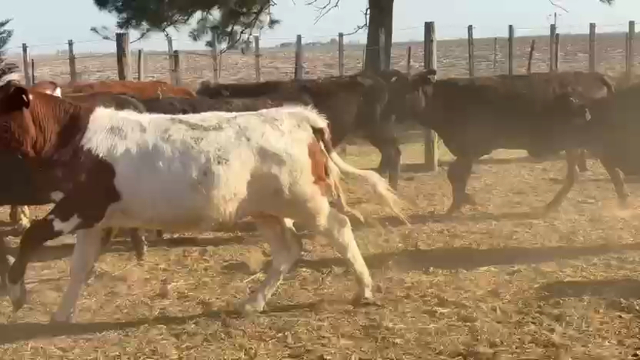 Lote 47 Terneras Cruza en Freyre, Córdoba