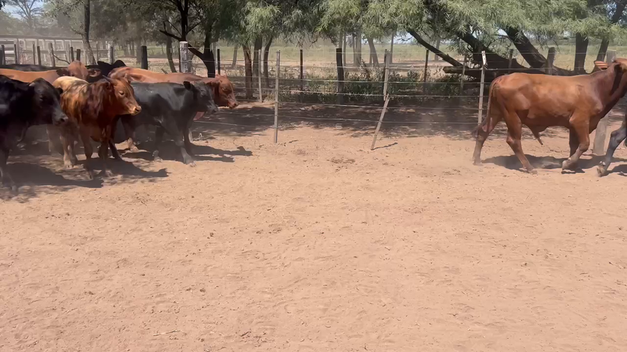 Lote 120 Novillitos en Juan José Castelli, Chaco