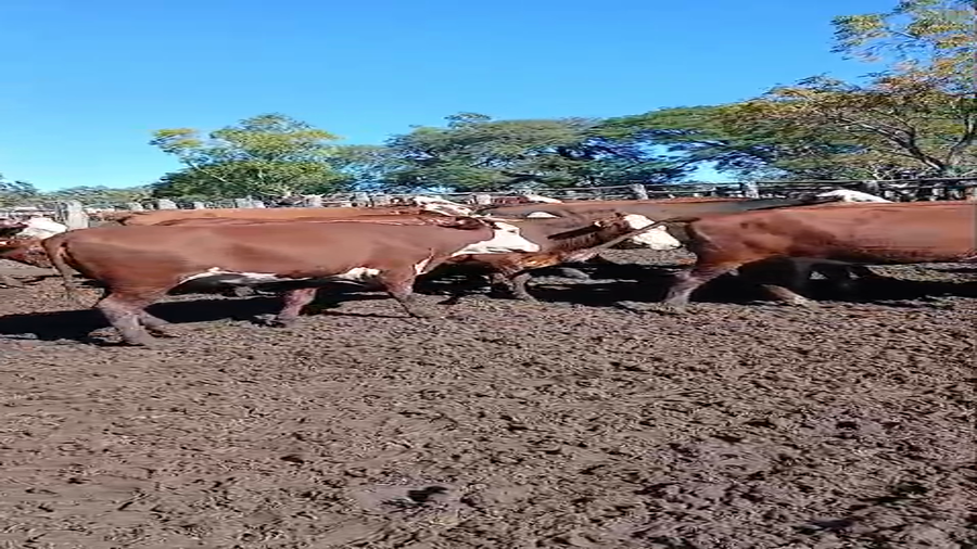 Lote 22 Vacas de invernar