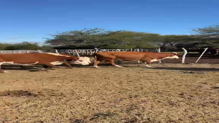 Lote 25 Vacas de invernar