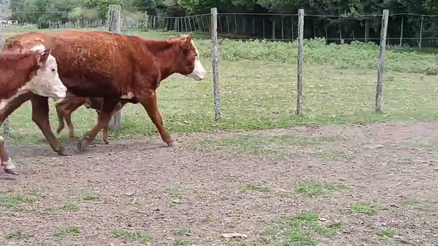 Lote 14 Piezas de cría a remate en Pantalla Camy 330kg - , San José