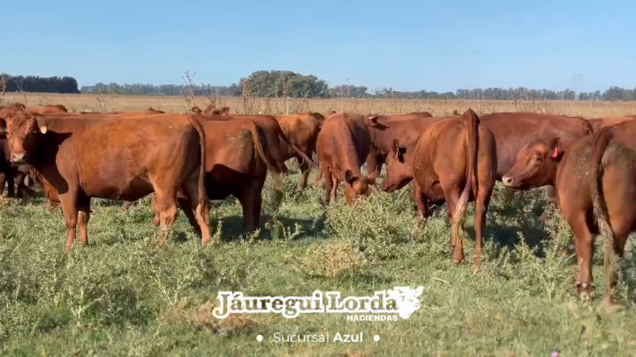 Lote 46 Vaquillonas preñadas