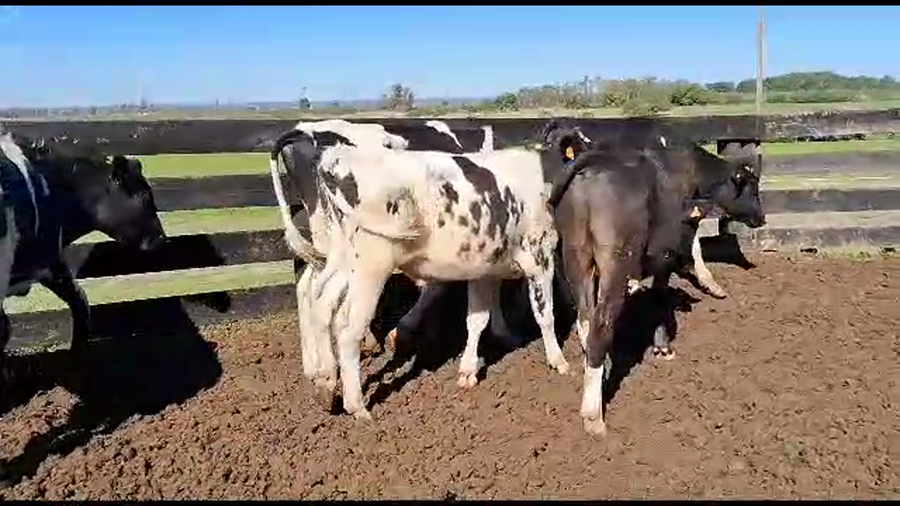 Lote 29 Novillos Holando a remate en Aniversario 115 Años - Camy en Bocas del Rosario