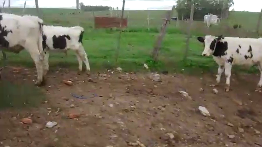 Lote 23 terneros holando