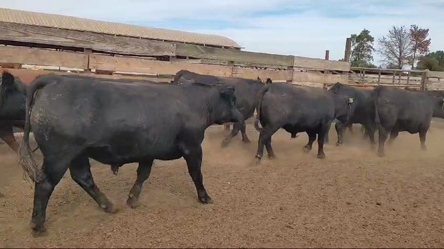 Lote 20 Novillo Gordo en Los Ángeles, VIII Región Biobío
