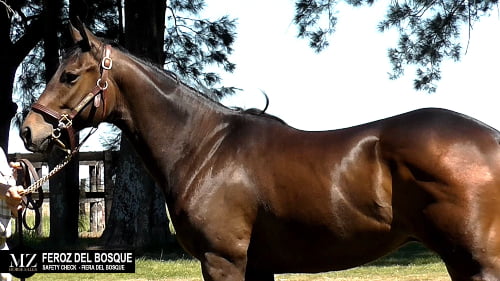 Lote FEROZ DEL BOSQUE (SAFETY CHECK - FIERA DEL BOSQUE)