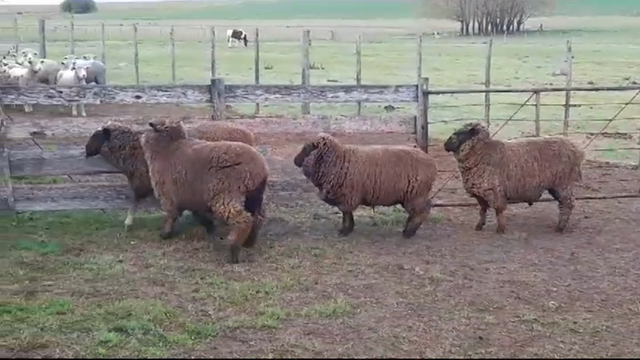 Lote BORREGAS NEGRAS