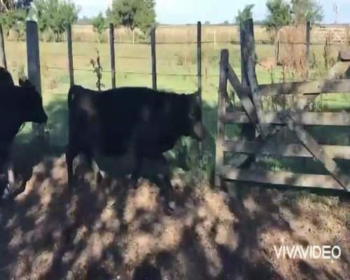 Lote 41 Terneros en Brandsen, Buenos Aires