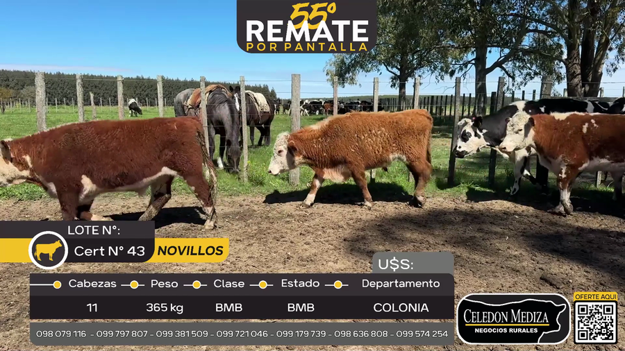 Lote 11 Novillos en Ruta 21 km 215, Colonia
