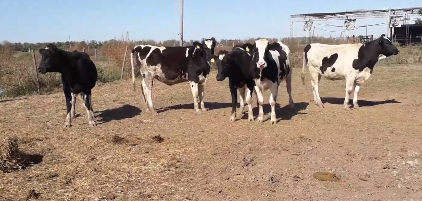 Lote 5 Terneros en Rafaela, Santa Fe