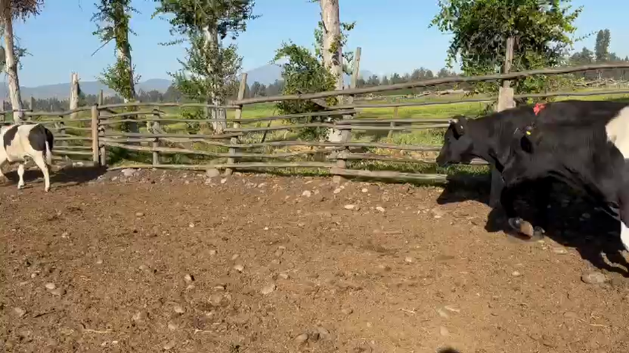 Lote 10 Novillo Engorda en Talagante, Región Metropolitana