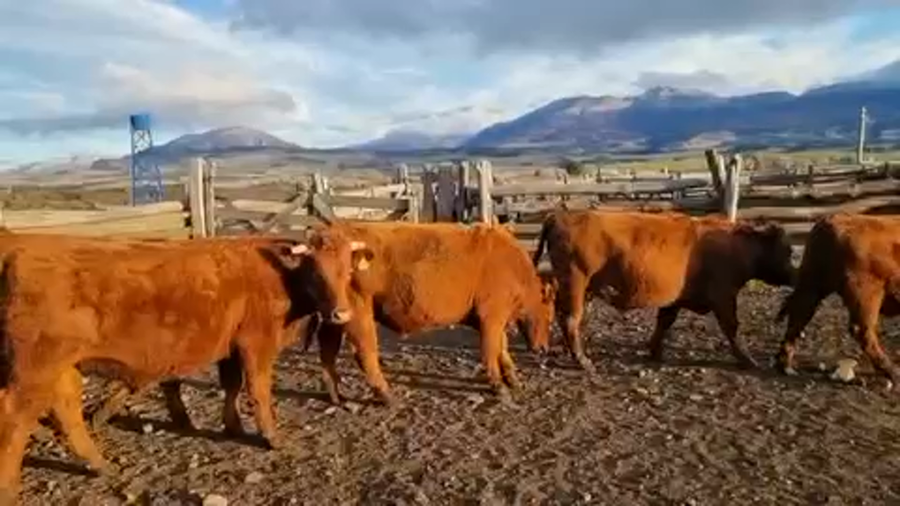 Lote 50 Novillo Engorda en Coyhaique, XI Región Aysén