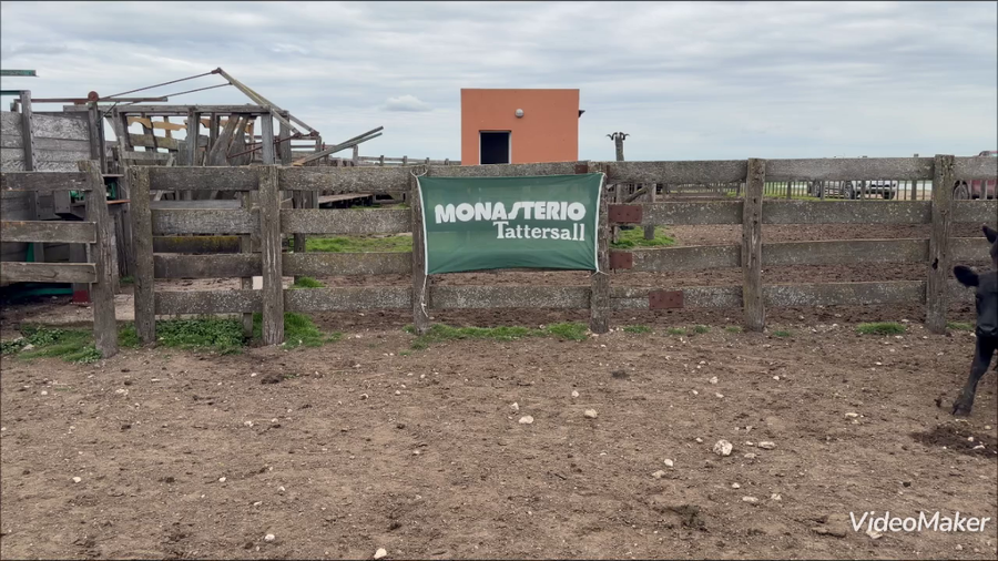 Lote 71 Vaquillonas en Buenos Aires, Adolfo Gonzales Chaves