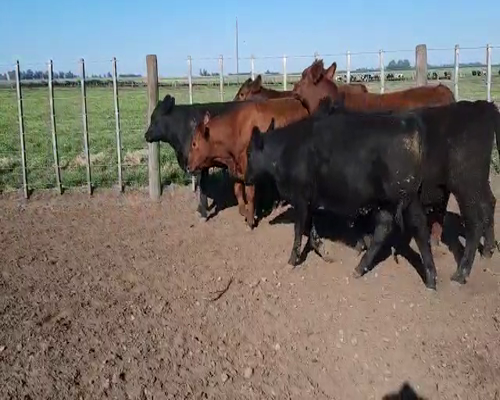 Lote 6 Novillitos Invernada